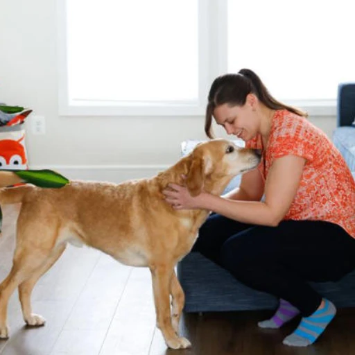 ¿Por qué los perros se orinan en casa?: expertos dan consejos para que dejen de hacerlo