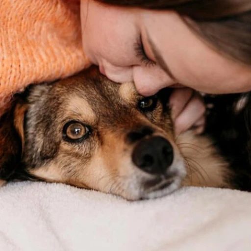 ¿Cuánto tiempo tarda un perro en querer a una persona?